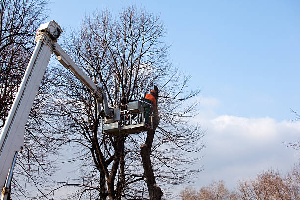 Professional Tree Care in Holt, MI